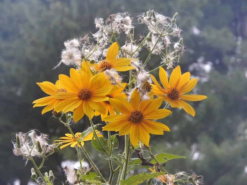 Letting Weeds Coexist with Flowers
