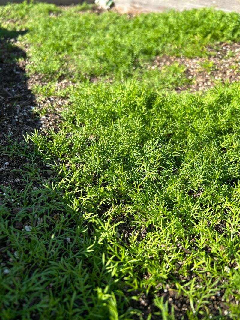 Letting Weeds Grow