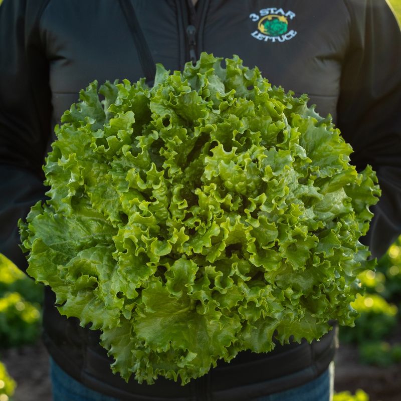 Lettuce