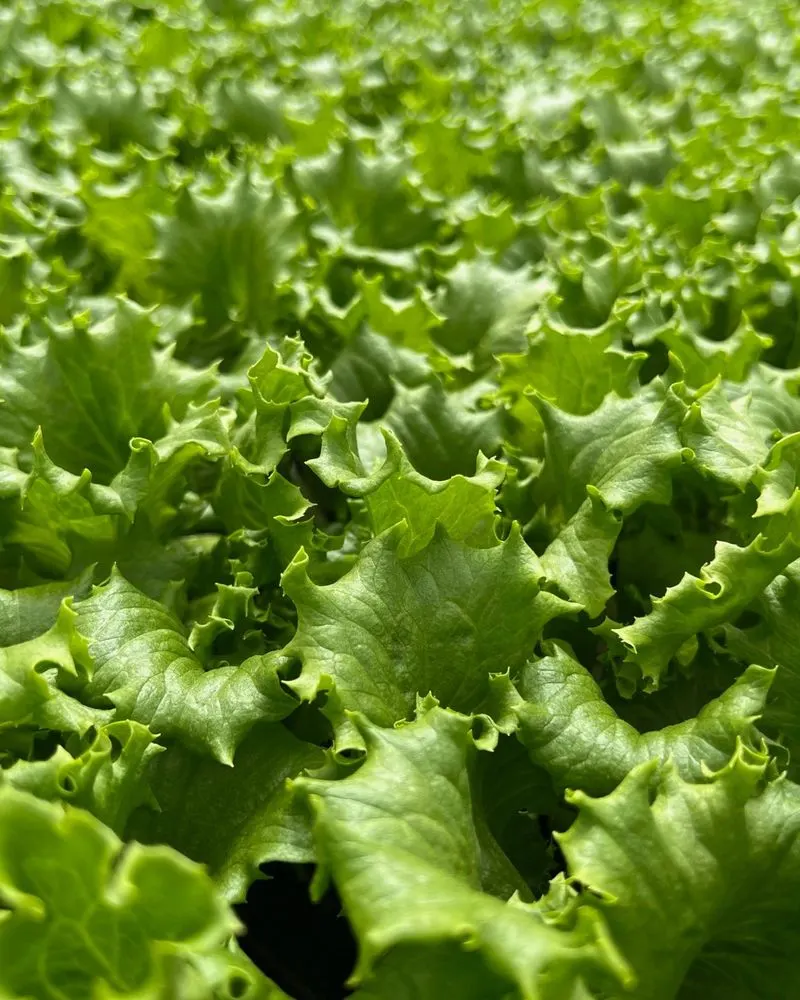Lettuce