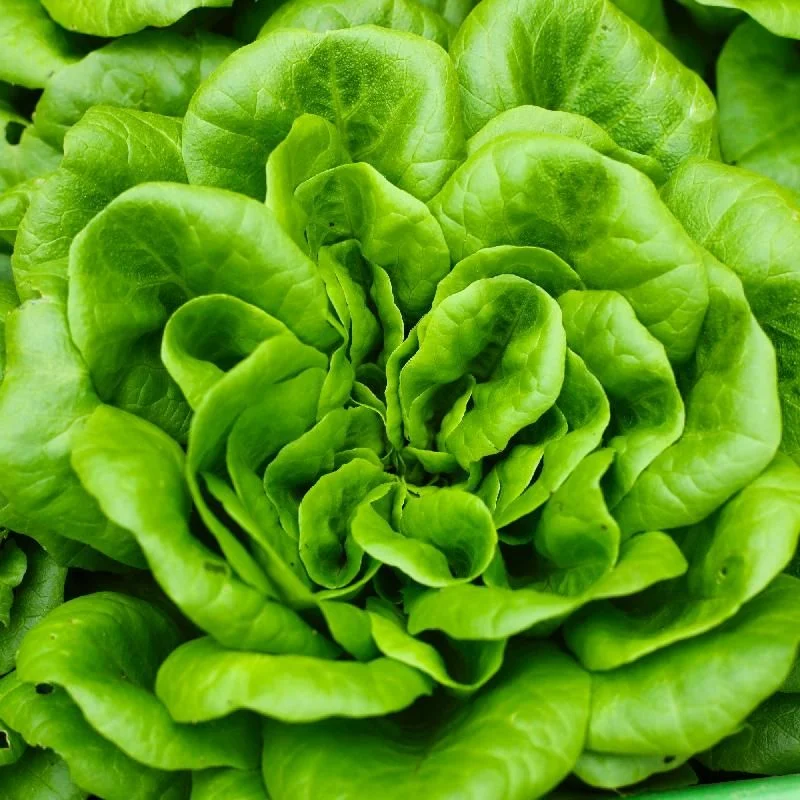 Lettuce