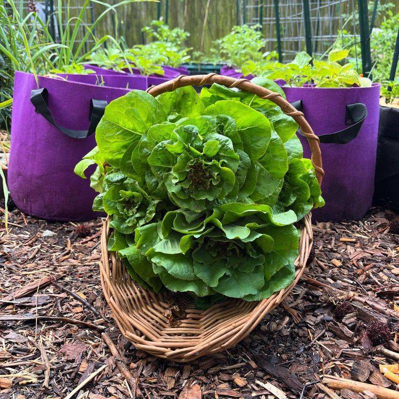 Lettuce