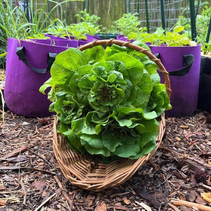 Lettuce