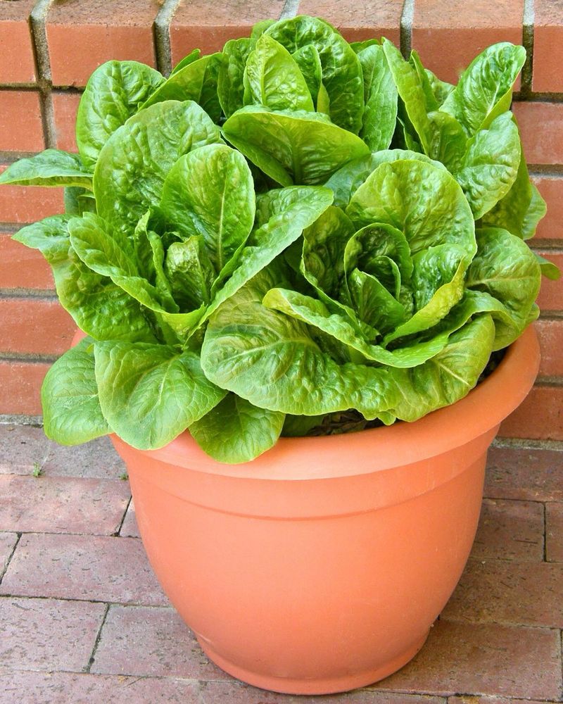 Lettuce