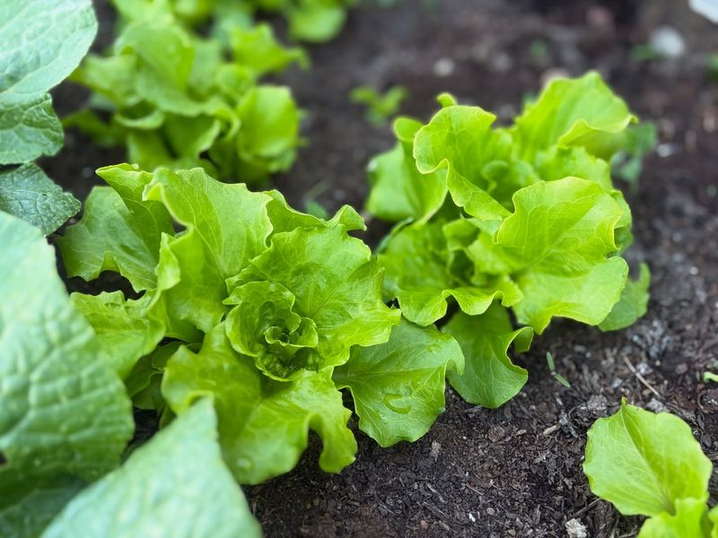 Lettuce