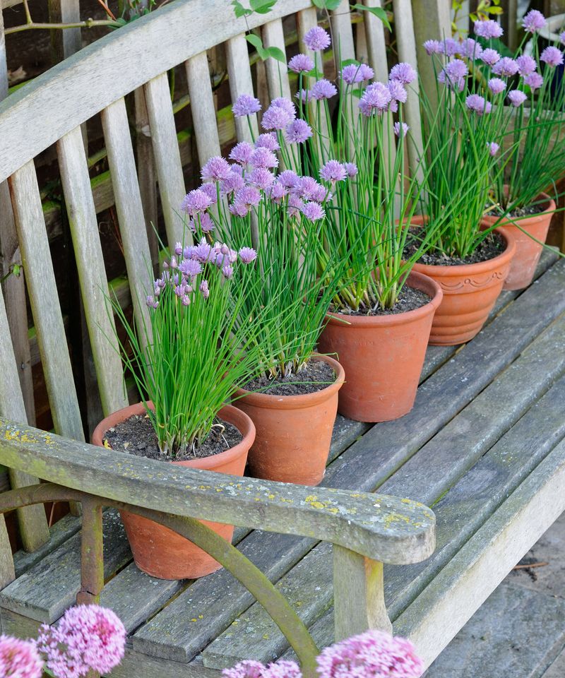 Chives