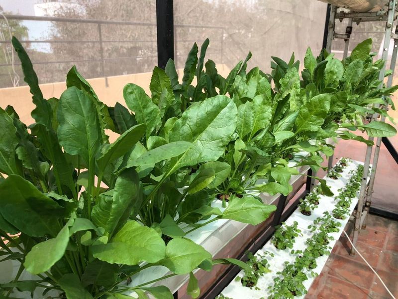 Spinach