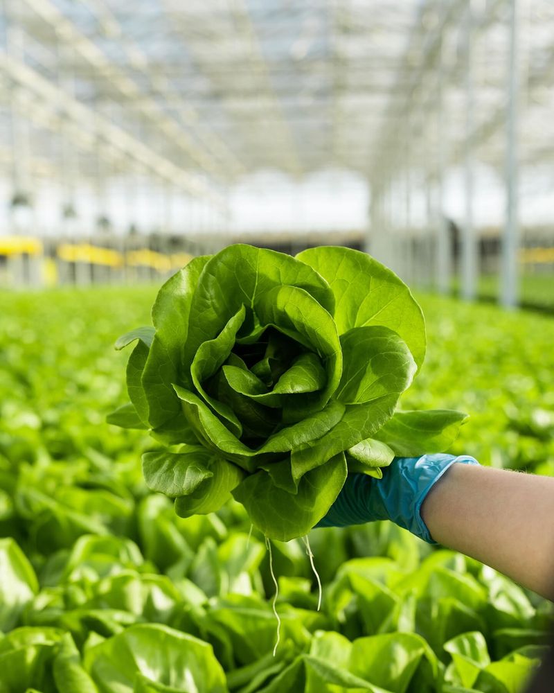 Lettuce