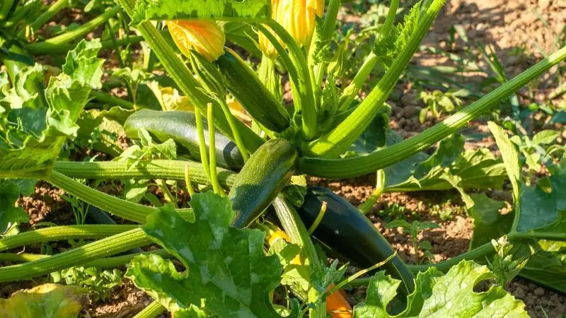 Zucchini