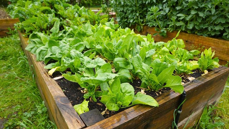 Spinach