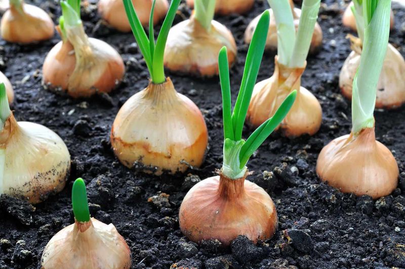Onions