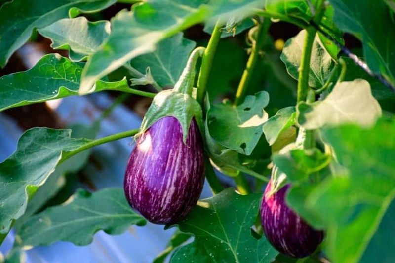 Eggplant
