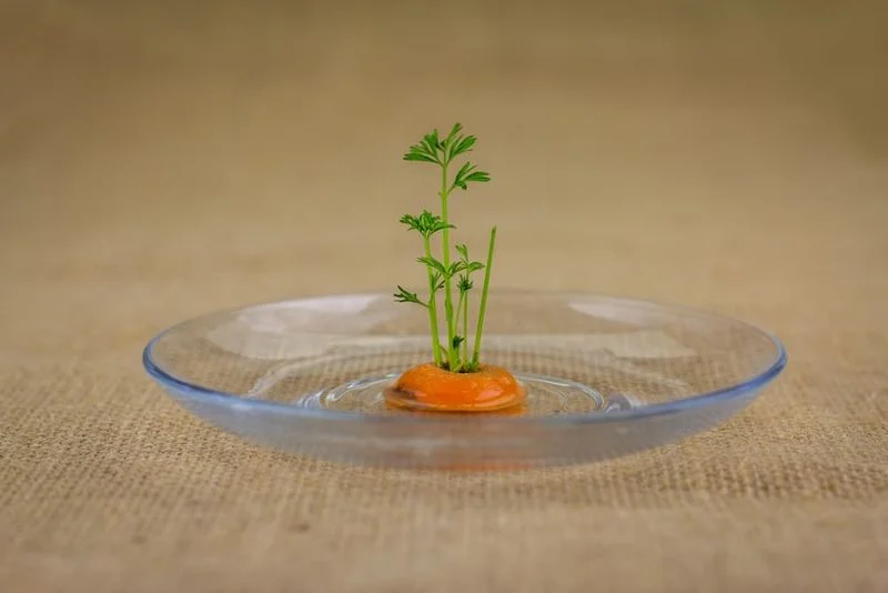 Carrot Top Growing