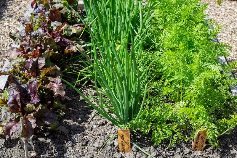 Lettuce and Carrots