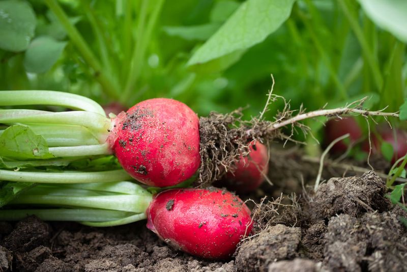 Radish and Hyssop
