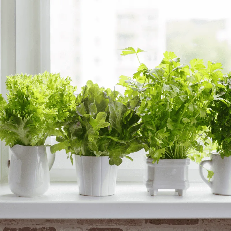Lettuce