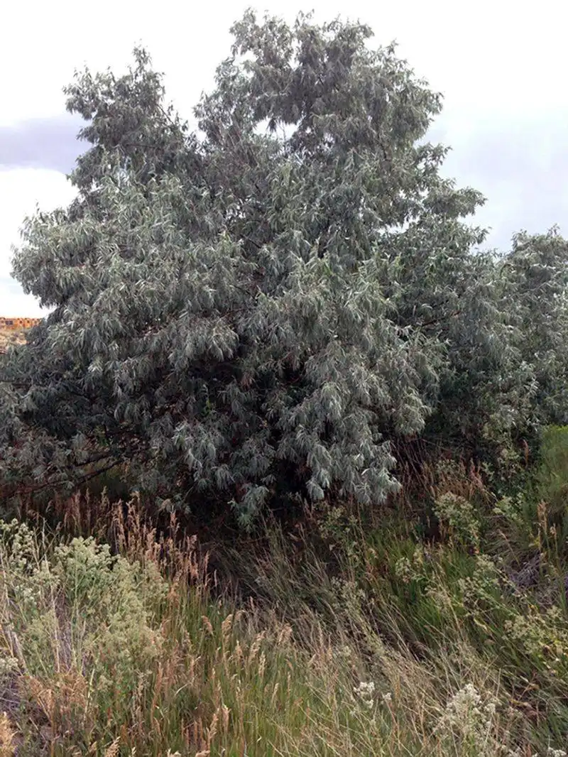 Russian Olive