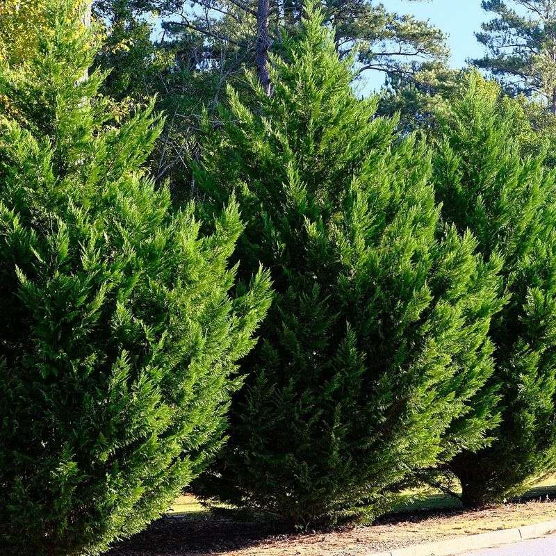 Leylandii