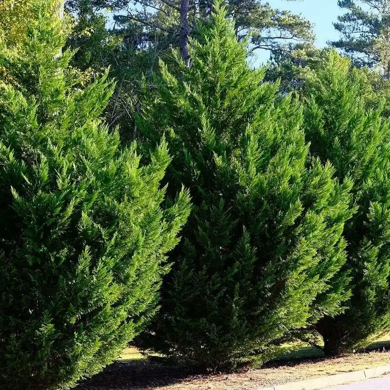 Leylandii