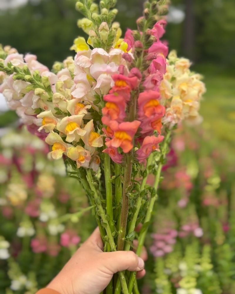 Snapdragon