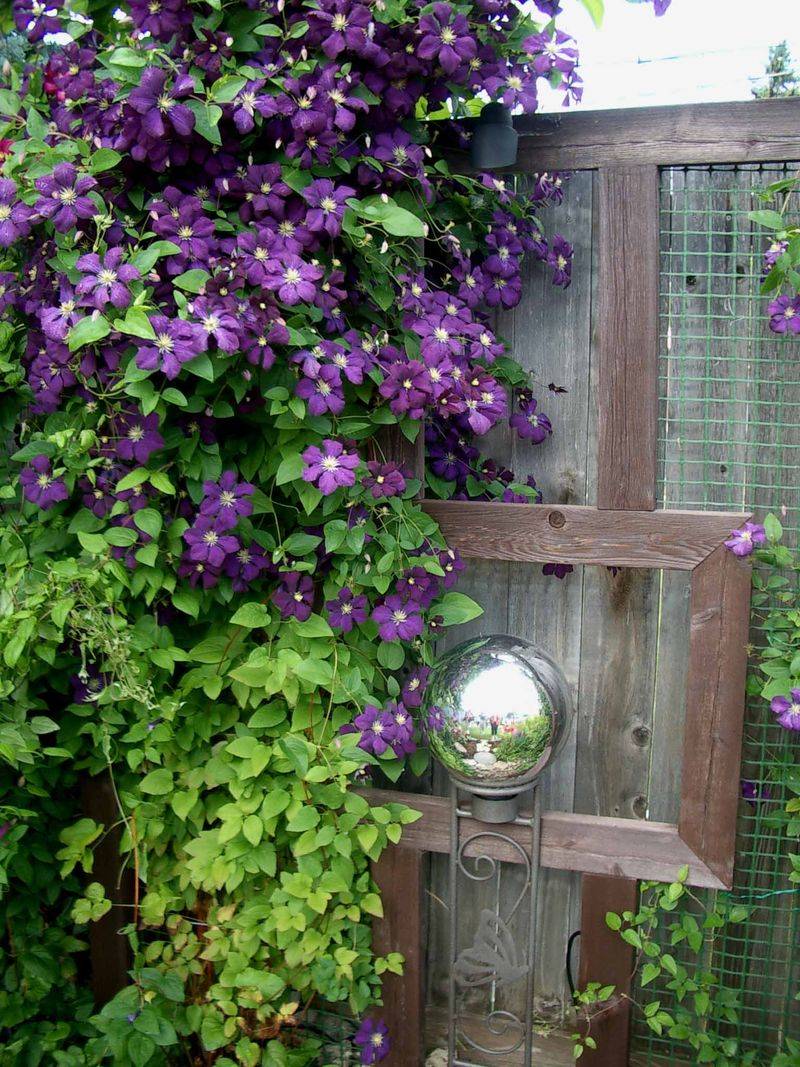 Clematis
