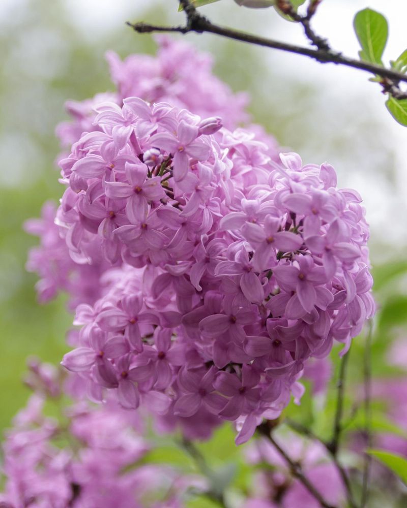 Lilac