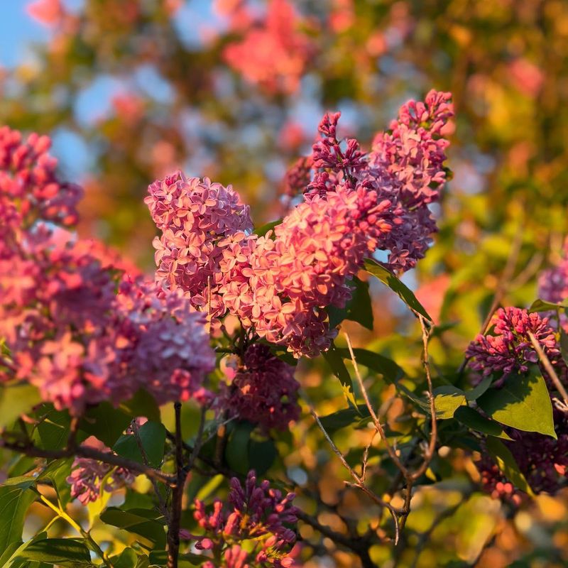 Lilac