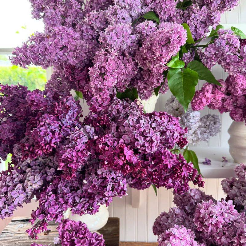 Lilac