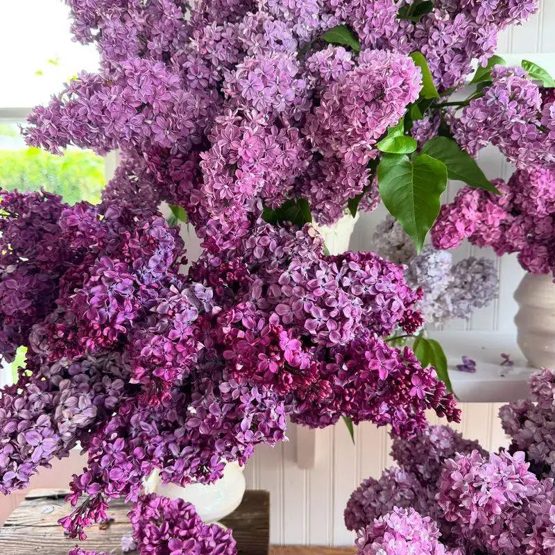 Lilac