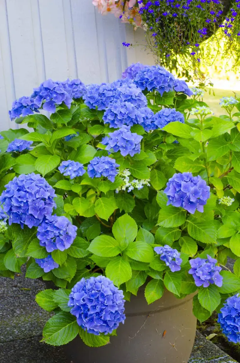 Hydrangea