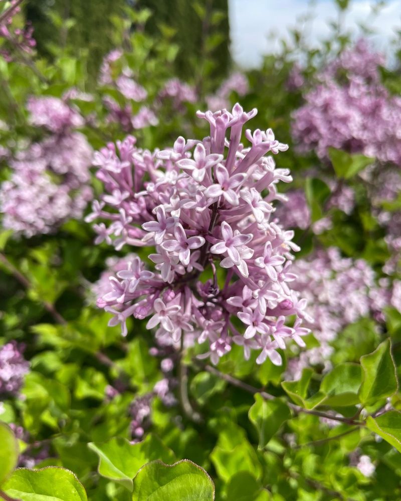 Lilacs