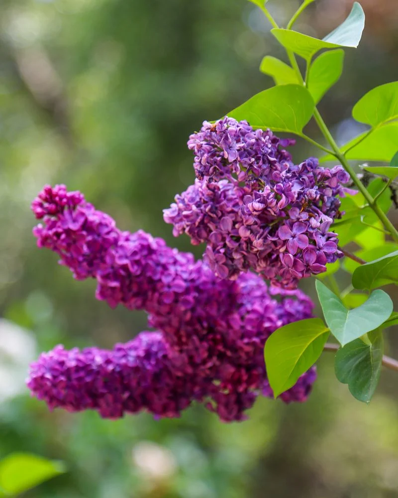 Lilacs