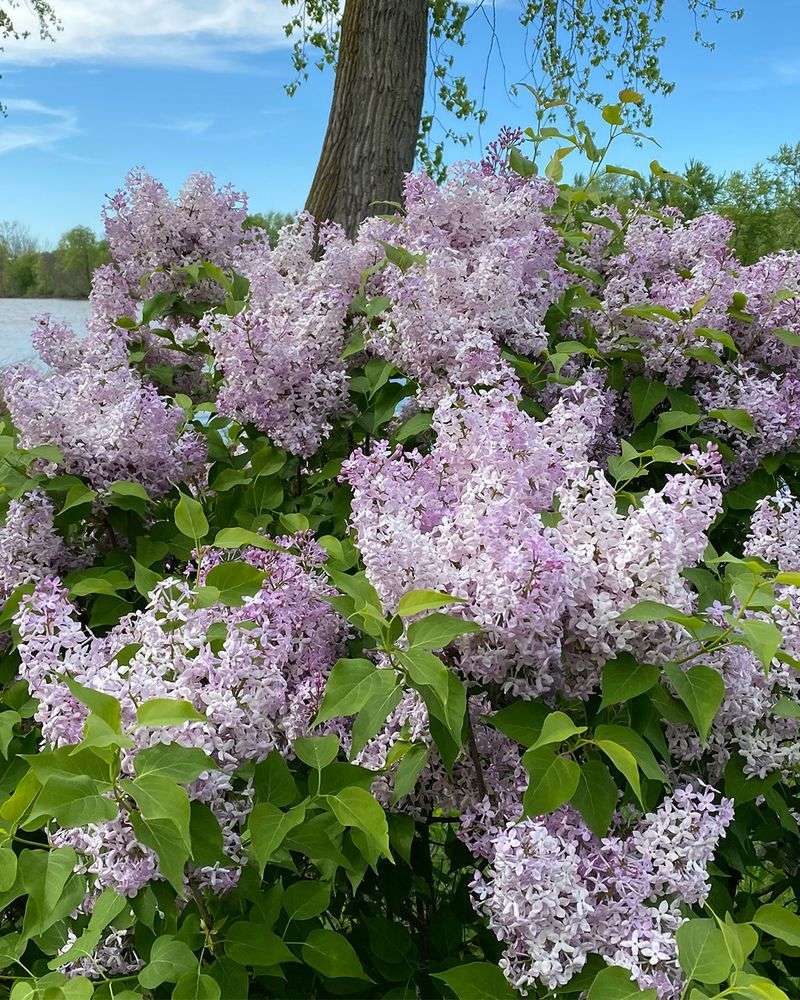Lilacs: The Memory of Springs Past