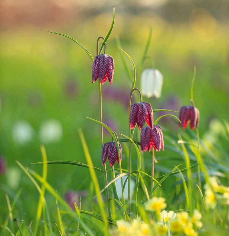 Fritillaries