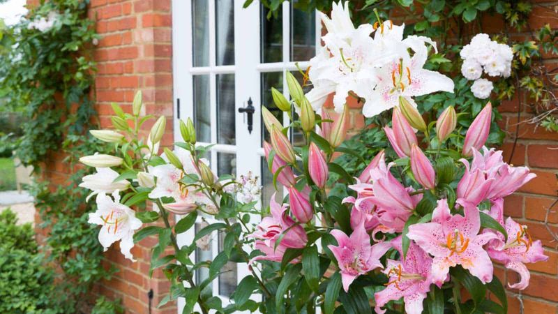 Lilies