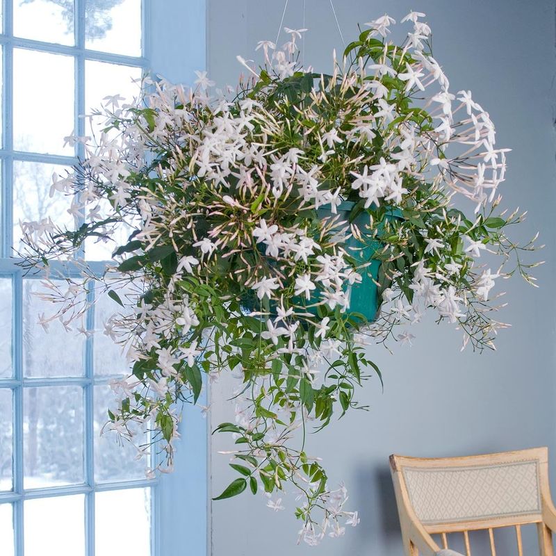 Jasmine