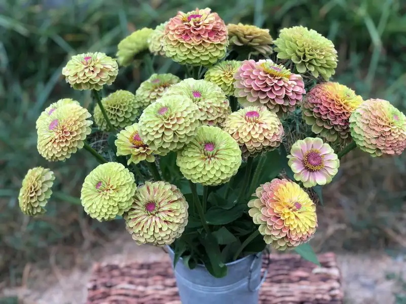 Queen Lime Zinnia