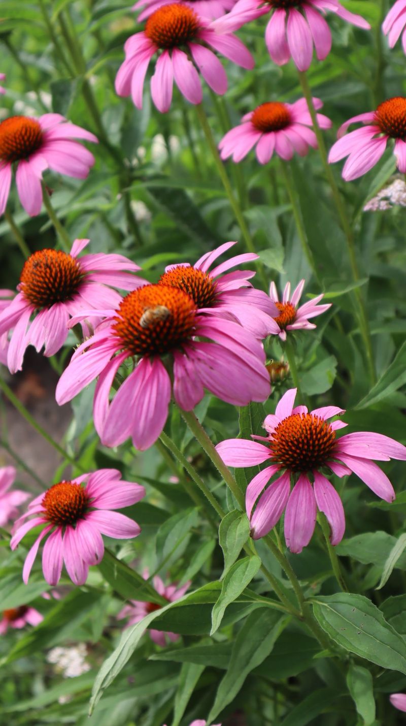 Echinacea
