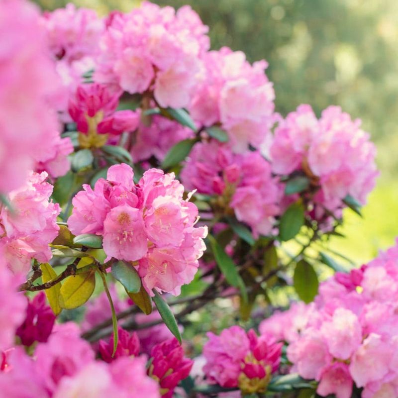 Rhododendron