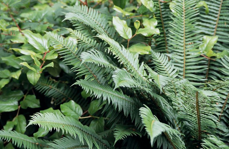 Ferns