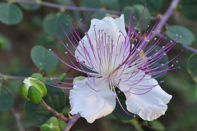 Caper Bush