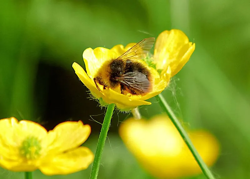 Buttercup