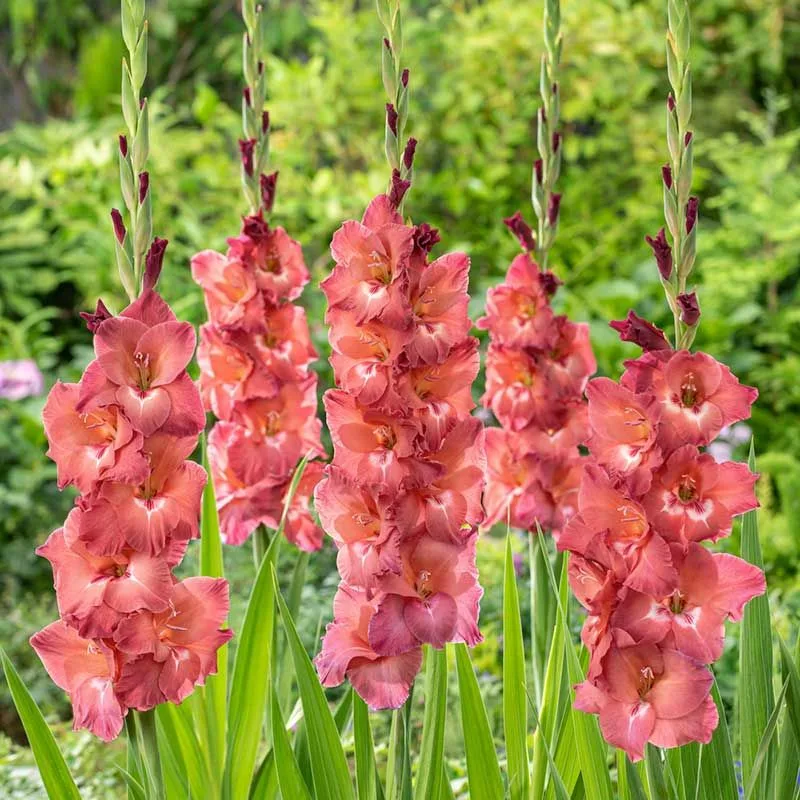 Gladiolus