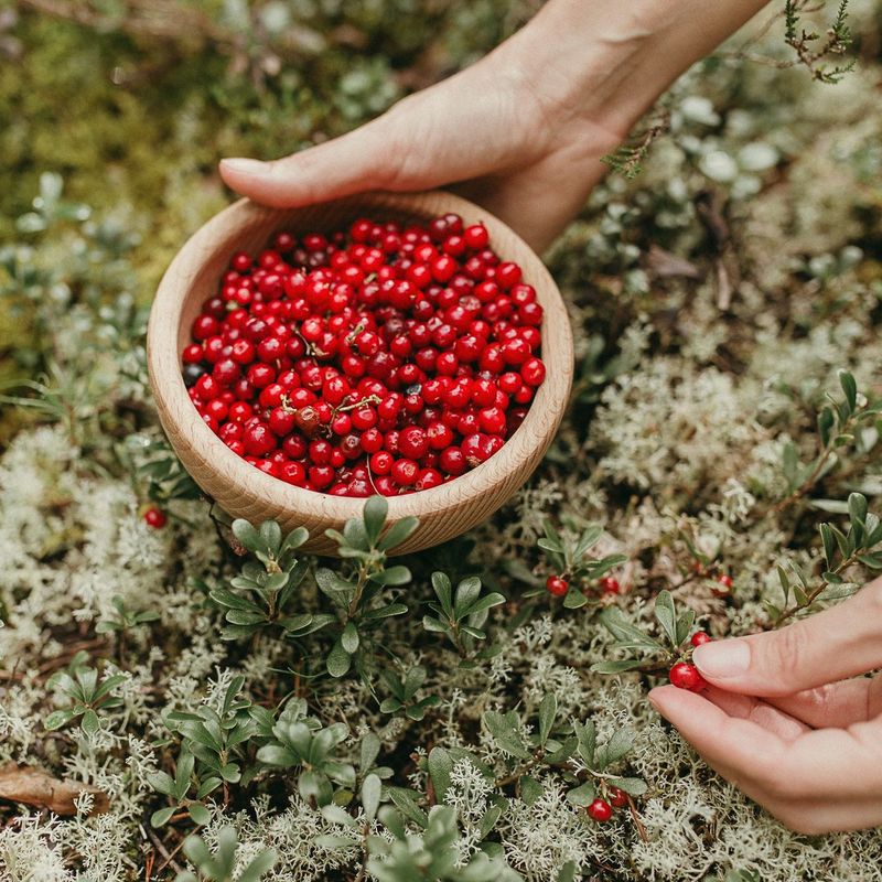Lingonberry