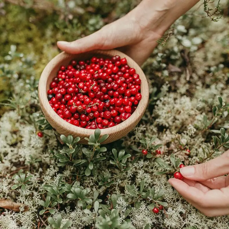 Lingonberry