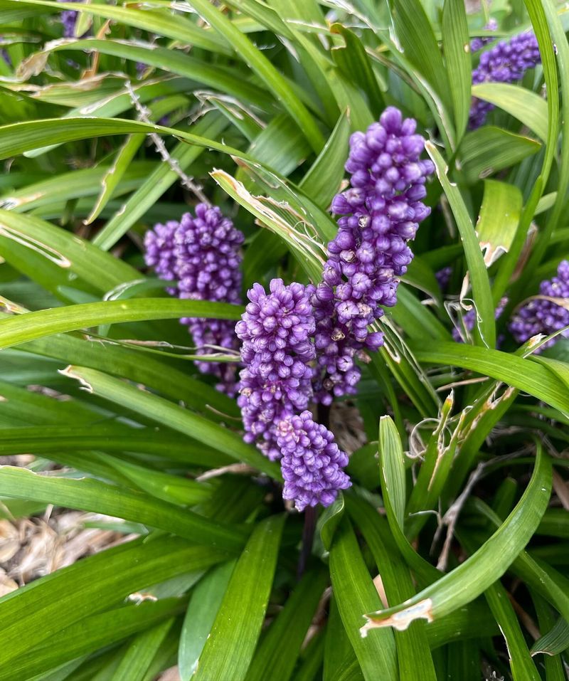 Liriope