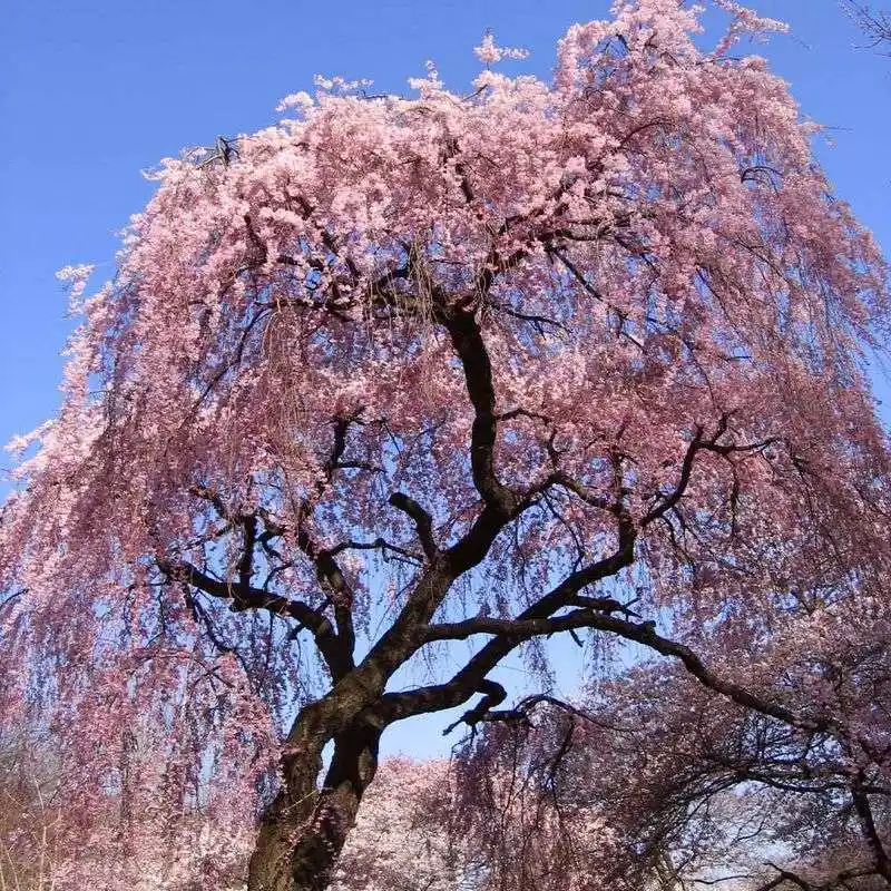 Weeping Cherry Tree