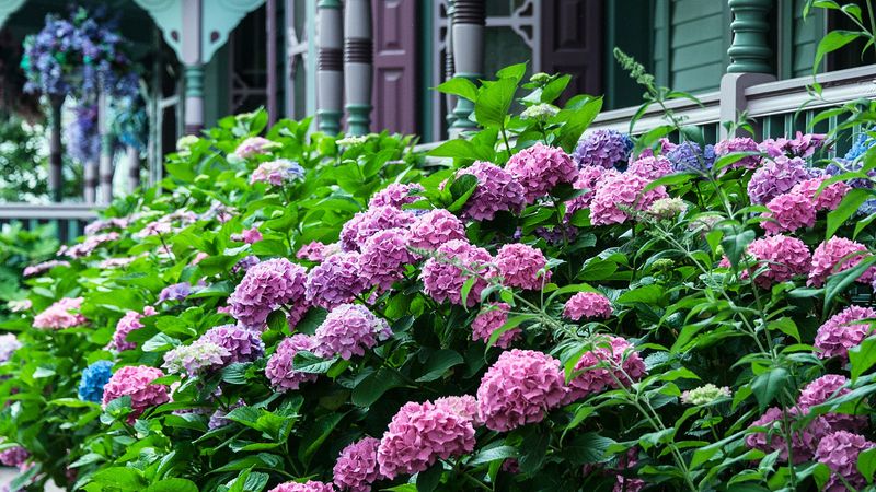 Hydrangea