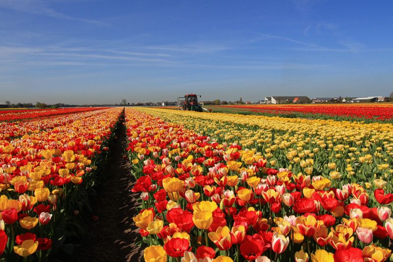 Lisse Tulip Fields