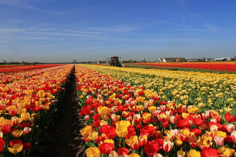 Lisse Tulip Fields